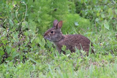 Close-up of a rabbit at the viera wetlands 