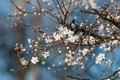 Low angle view of apple blossoms in spring