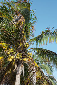 Low angle view of palm tree against blue sky