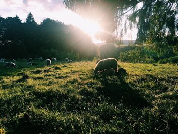 Cows grazing on field against sky