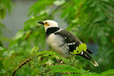 Close-up of bird perching on plant