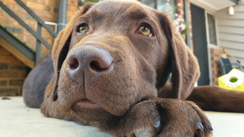Close-up portrait of a dog looking away