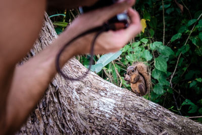 Squirrel on tree