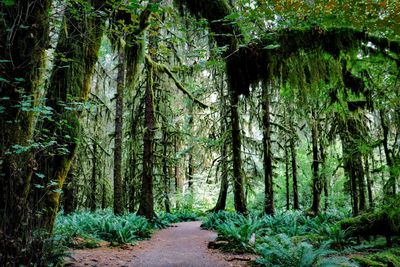 Walkway amidst trees in forest