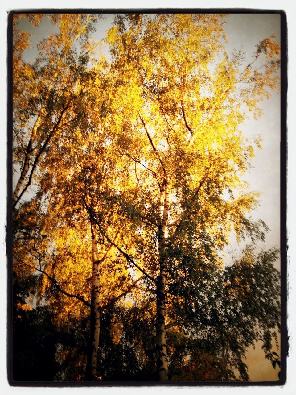 transfer print, tree, auto post production filter, autumn, yellow, low angle view, growth, change, branch, nature, beauty in nature, tranquility, season, sky, scenics, orange color, outdoors, no people, day, tranquil scene