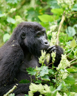 Female mountain gorilla eating