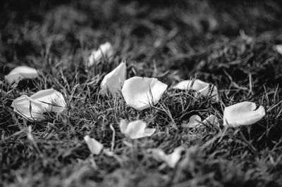 Close-up of mushroom growing on field