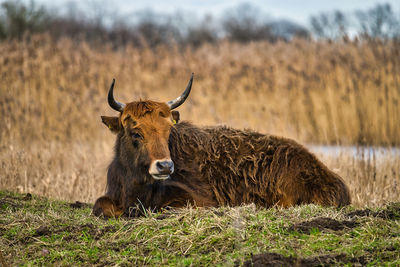 Portrait of sheep on field