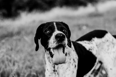 Close-up portrait of dog standing on field