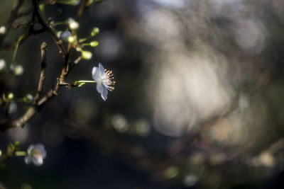 Close-up of flowers on branch
