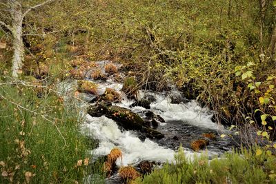 Scenic view of river flowing in forest