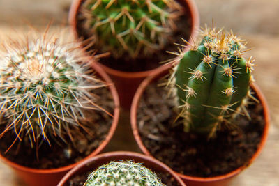 Close-up of cactus