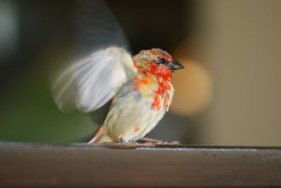 Close-up of bird perching on branch