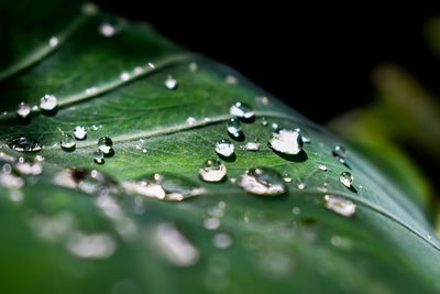 Close-up of raindrops on leaves