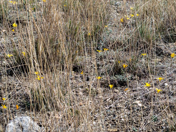 Full frame shot of ground
