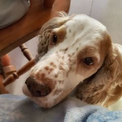 Close-up portrait of dog relaxing at home