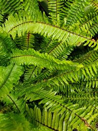 Full frame shot of fern leaves