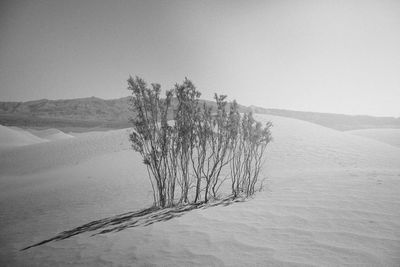 Lone bush amid sand dunes