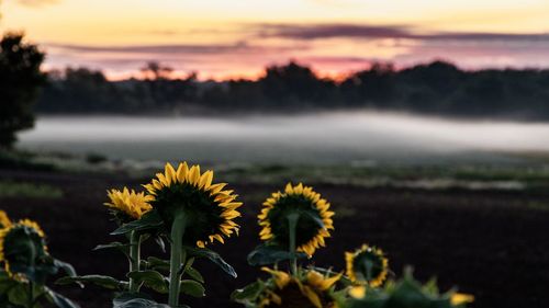 Yellow flowering plants on field against sky during sunset