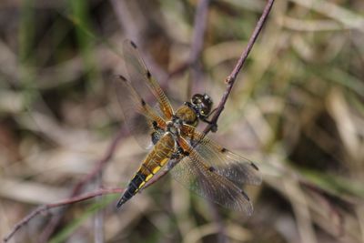 Close-up of dragonfly on plant