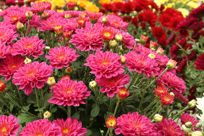 High angle view of pink flowering plants