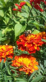 Close-up of bee on orange flowers