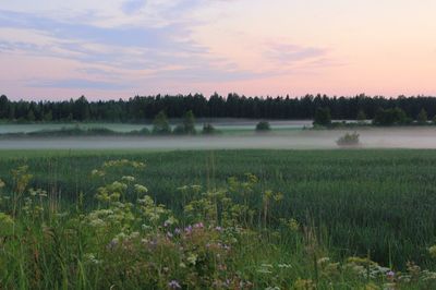 Scenic view of field against sky during sunset