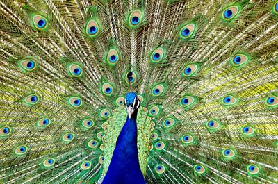 Close-up of peacock