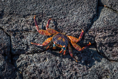 High angle view of crab on rock