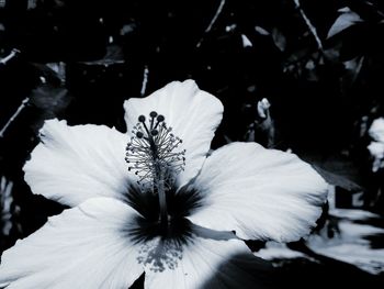 Close-up of a hibiscus