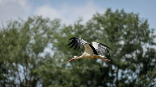 Low angle view of a bird flying