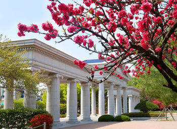 View of pink flowering tree by building