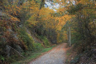 Road amidst trees in forest during autumn