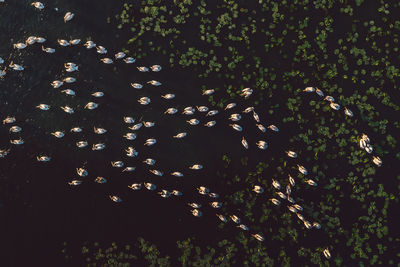 High angle view of trees growing on field