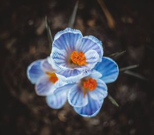 Close-up of blue flower