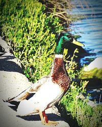 Close-up of bird