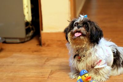 Shih tzu sitting on hardwood floor