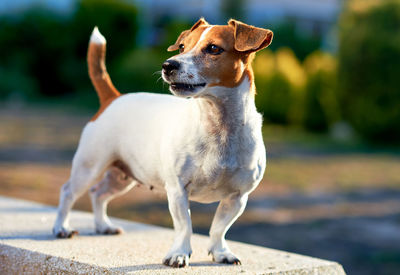 Close-up of dog standing outdoors