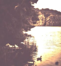 Birds swimming in calm lake