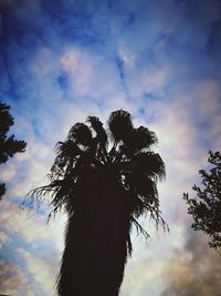 Low angle view of silhouette tree against sky