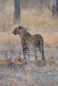 Side view of a cat on land