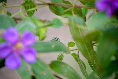 Close-up of insect on purple flowering plant