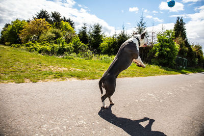 Full length of woman with dog on road against sky