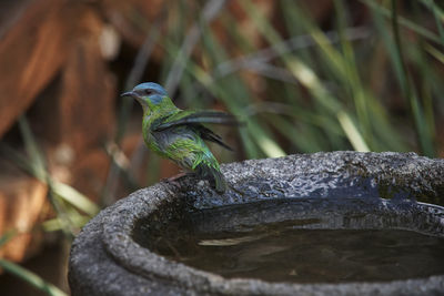 Close-up of bird perching on rock