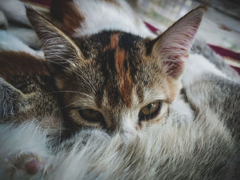 Close-up portrait of a cat