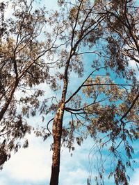 Low angle view of trees against sky