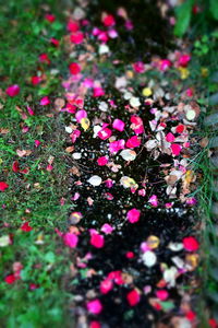 High angle view of pink flowering plants on field