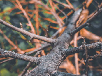 Close-up of bare tree in forest