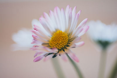 Close-up of pink daisy flower