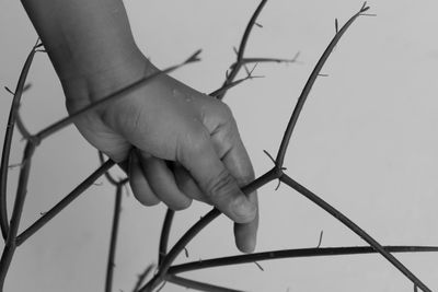 Close-up of hand dead plant with thorns